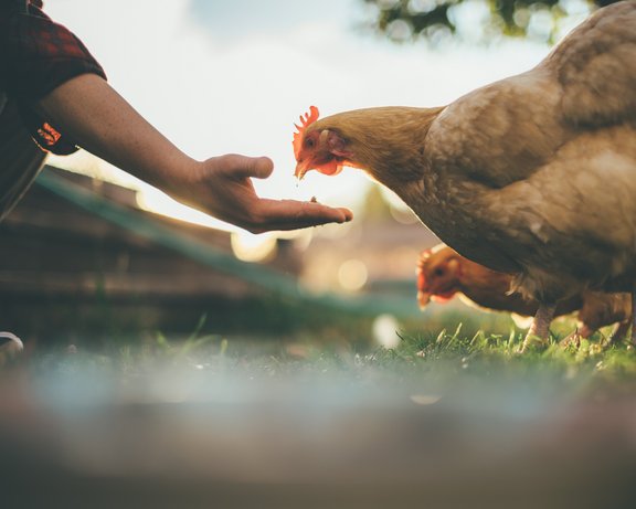Hühner die gefüttert werden